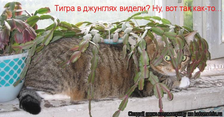 Котоматрица: Тигра в джунглях видели? Ну, вот так как-то...