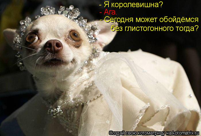 Котоматрица: - Я королевишна? - Ага. - Сегодня может обойдёмся без глистогонного тогда?