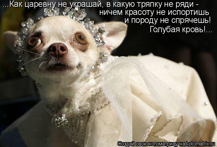 ...Как царевну не украшай, в какую тряпку не ряди - ничем красоту не испортишь и породу не спрячешь!... Котоматрица: ...Как царевну не украшай, в какую тряпку не ряди - ничем красоту не испортишь и породу не спрячешь! Голубая кровь!...