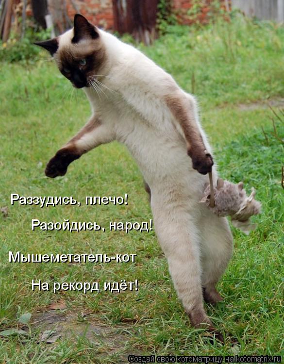 Раззудись, плечо! Разойдись, народ! Мышеметатель-кот На рекорд идёт!... Котоматрица: Раззудись, плечо! Разойдись, народ! Мышеметатель-кот На рекорд идёт!