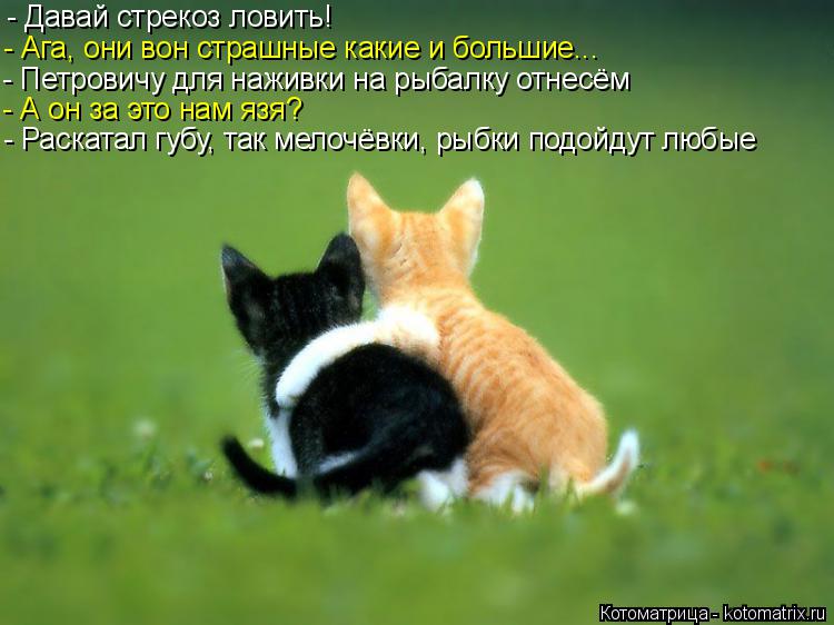 - Давай стрекоз ловить! - Ага, они вон страшные какие и большие... - Петровичу для наживки на рыбалку... Котоматрица: - Давай стрекоз ловить! - Ага, они вон страшные какие и большие... - Петровичу для наживки на рыбалку отнесём - А он за это нам язя? - Раскатал губ