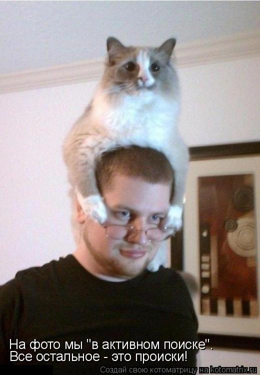 Котоматрица: На фото мы "в активном поиске". Все остальное - это происки!