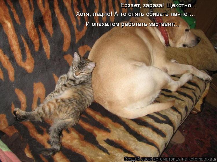 Ерзает, зараза! Щекотно... Хотя, ладно! А то опять сбивать начнёт... И опахалом работать заставит...... Котоматрица: Ерзает, зараза! Щекотно... Хотя, ладно! А то опять сбивать начнёт... И опахалом работать заставит...