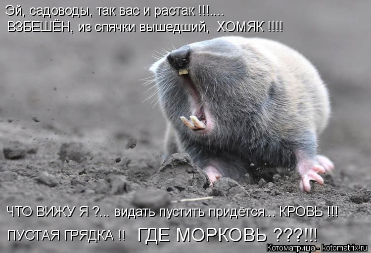 Эй, садоводы, так вас и растак !!!.... ПУСТАЯ ГРЯДКА !! ВЗБЕШЁН, из спячки вышедший, ХОМЯК !!!! ЧТ... Котоматрица: Эй, садоводы, так вас и растак !!!.... ПУСТАЯ ГРЯДКА !! ВЗБЕШЁН, из спячки вышедший, ХОМЯК !!!! ЧТО ВИЖУ Я ?... видать пустить придётся... КРОВЬ !!! ГДЕ