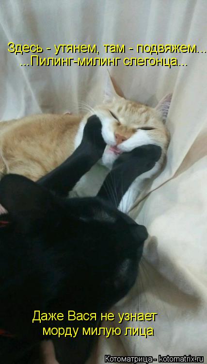 Котоматрица: ...Пилинг-милинг слегонца... Здесь - утянем, там - подвяжем... Даже Вася не узнает морду милую лица