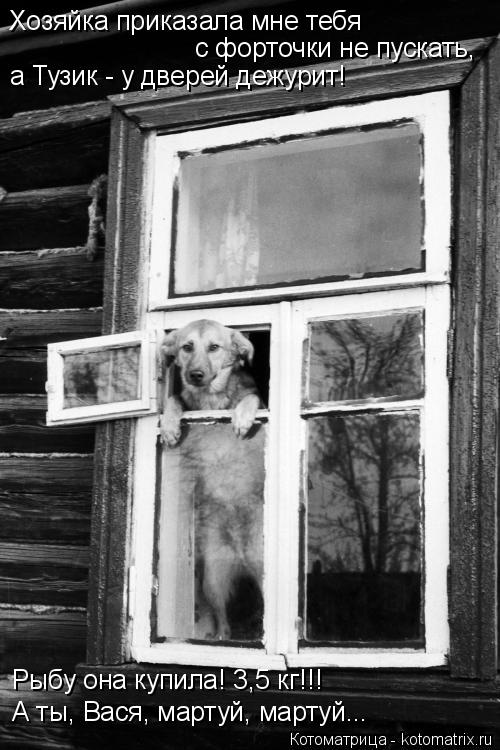 Котоматрица: Хозяйка приказала мне тебя  с форточки не пускать, а Тузик - у дверей дежурит! Рыбу она купила! 3,5 кг!!!  А ты, Вася, мартуй, мартуй...