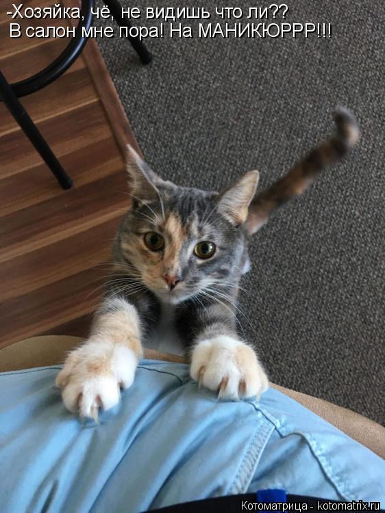 -Хозяйка, чё, не видишь что ли?? В салон мне пора! На МАНИКЮРРР!!!... Котоматрица: -Хозяйка, чё, не видишь что ли?? В салон мне пора! На МАНИКЮРРР!!!