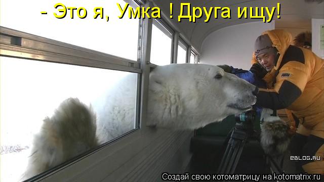 - Это я, Умка ! Друга ищу!... Котоматрица: - Это я, Умка ! Друга ищу!
