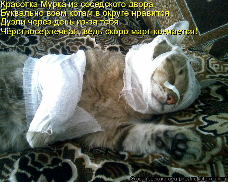 Котоматрица: Красотка Мурка из соседского двора Буквально всем котам в округе нравится Дуэли через день из-за тебя Чёрствосердечная, ведь скоро март ко