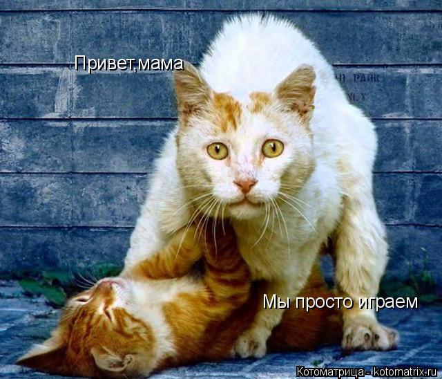 Котоматрица: Привет,мама Мы просто играем