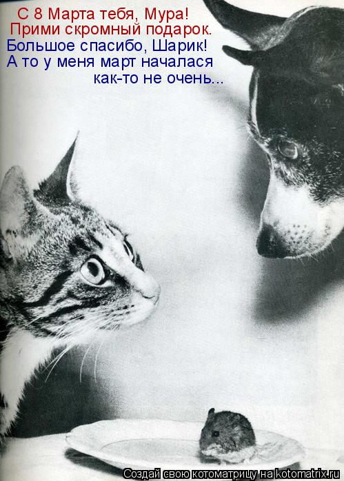 Котоматрица: С 8 Марта тебя, Мура! Прими скромный подарок. Большое спасибо, Шарик! А то у меня март началася как-то не очень...
