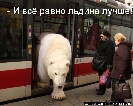 - И всё равно льдина лучше!!!... Котоматрица: - И всё равно льдина лучше!!!