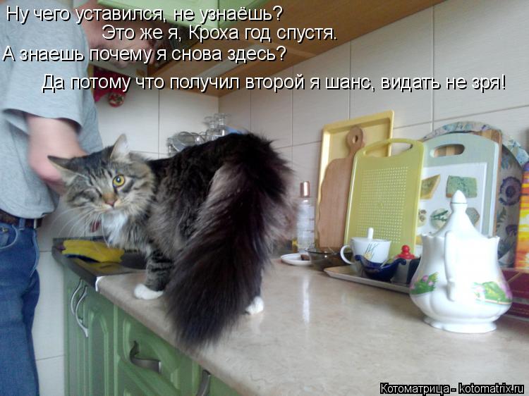 Котоматрица: Ну чего уставился, не узнаёшь? Это же я, Кроха год спустя. А знаешь почему я снова здесь? Да потому что получил второй я шанс, видать не зря!