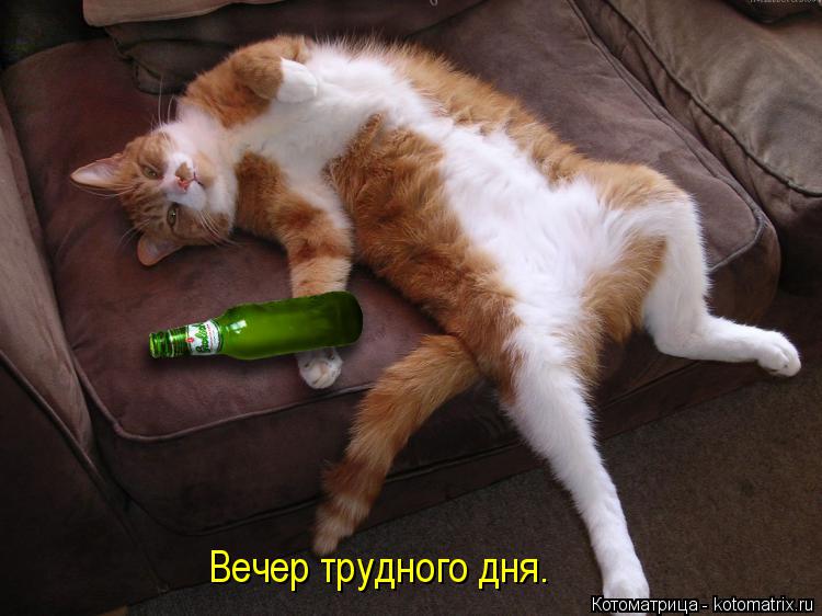 Котоматрица: Вечер трудного дня.