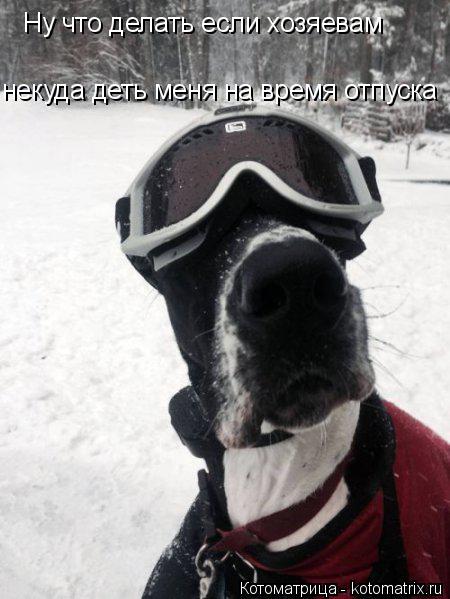 Ну что делать если хозяевам некуда деть меня на время отпуска... Котоматрица: Ну что делать если хозяевам некуда деть меня на время отпуска