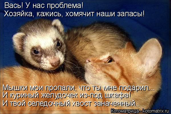 Котоматрица: Вась! У нас проблема! Хозяйка, кажись, хомячит наши запасы! Мышки мои пропали, что ты мне подарил...  И куриный желудочек из-под шкафа!  И твой с