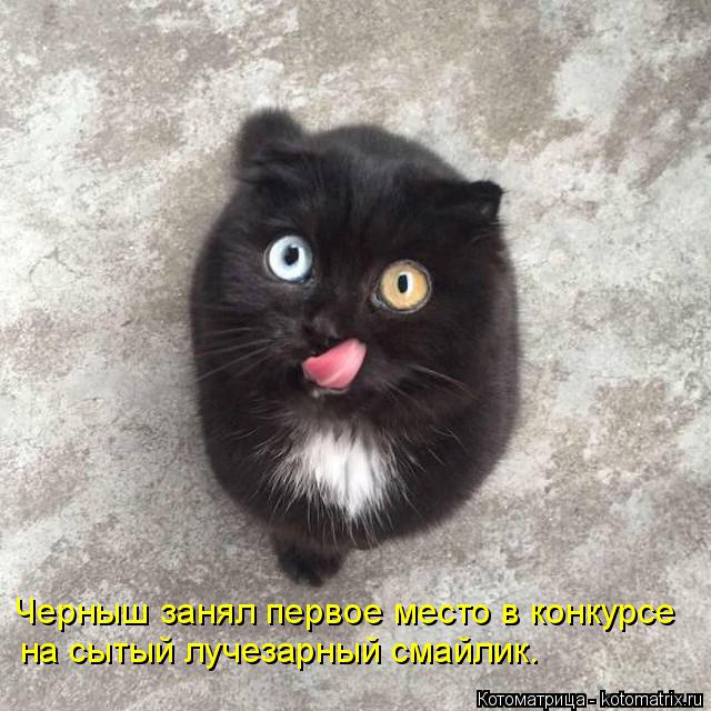 Котоматрица: Черныш занял первое место в конкурсе на сытый лучезарный смайлик.