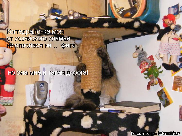 Котоматрица: Когтедралочка моя от хозяйского хламья не спаслася ни ... фига... но она мне и такая дорога!