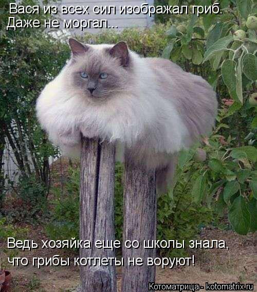 Котоматрица: Вася из всех сил изображал гриб. Даже не моргал... Ведь хозяйка еще со школы знала, что грибы котлеты не воруют!