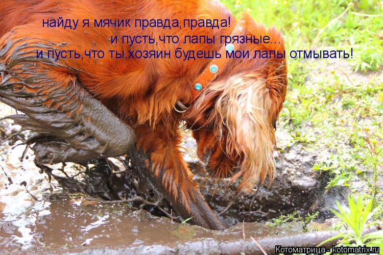 Котоматрица: найду я мячик правда,правда! и пусть,что лапы грязные... и пусть,что ты,хозяин будешь мои лапы отмывать!