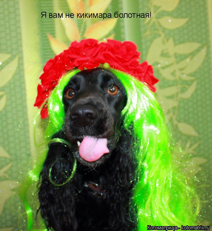 Котоматрица: Я вам не кикимара болотная!