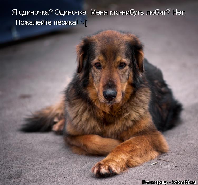 Котоматрица: Я одиночка? Одиночка. Меня кто-нибуть любит? Нет. Пожалейте пёсика! :-[