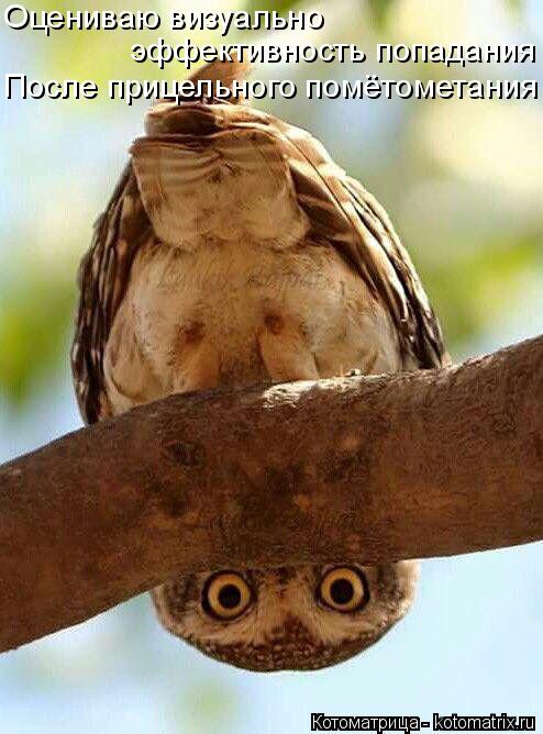 Котоматрица: Оцениваю визуально эффективность попадания После прицельного помётометания