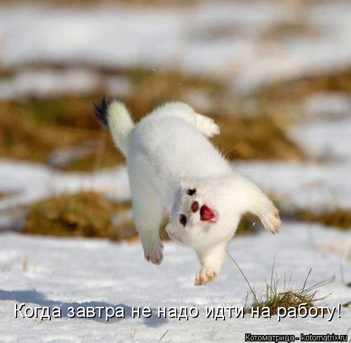 Котоматрица: Когда завтра не надо идти на работу!