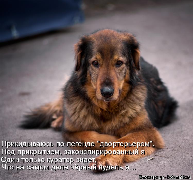 Котоматрица: Прикидываюсь по легенде "двортерьером", Один только куратор знает, Под прикрытием, законспирированный я Что на самом деле чёрный пудель я...
