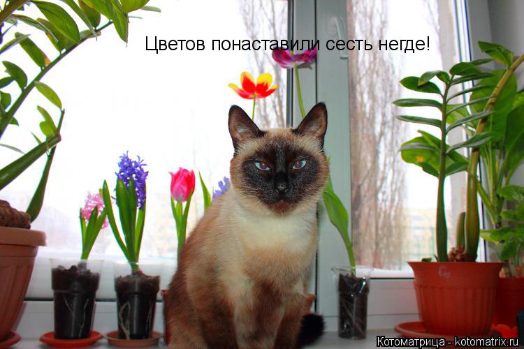 Котоматрица: Цветов понаставили сесть негде!