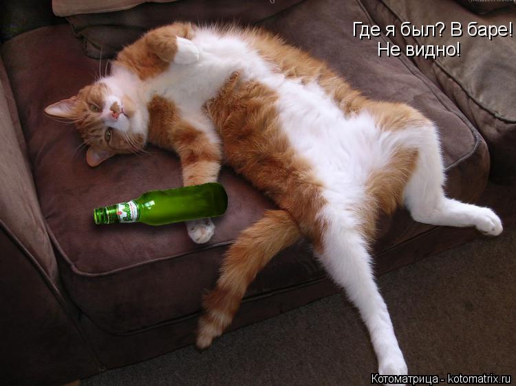 Котоматрица: Где я был? В баре! Не видно!