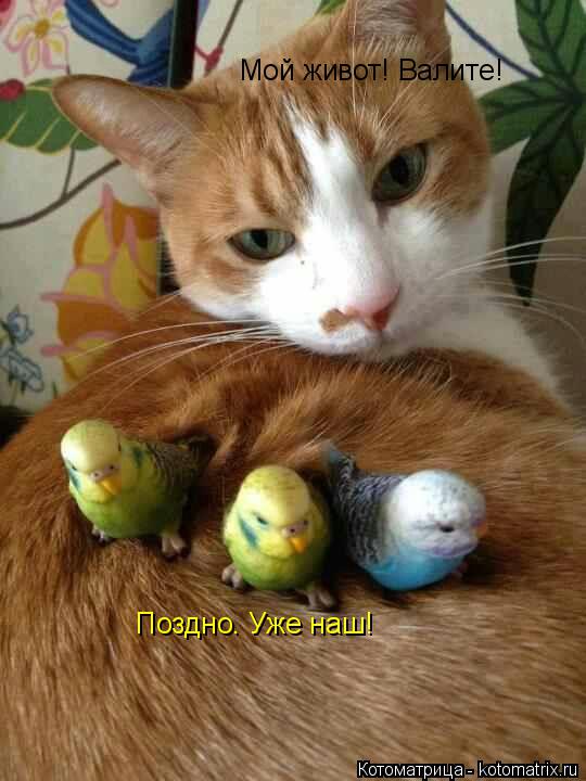 Котоматрица: Мой живот! Валите! Поздно. Уже наш!