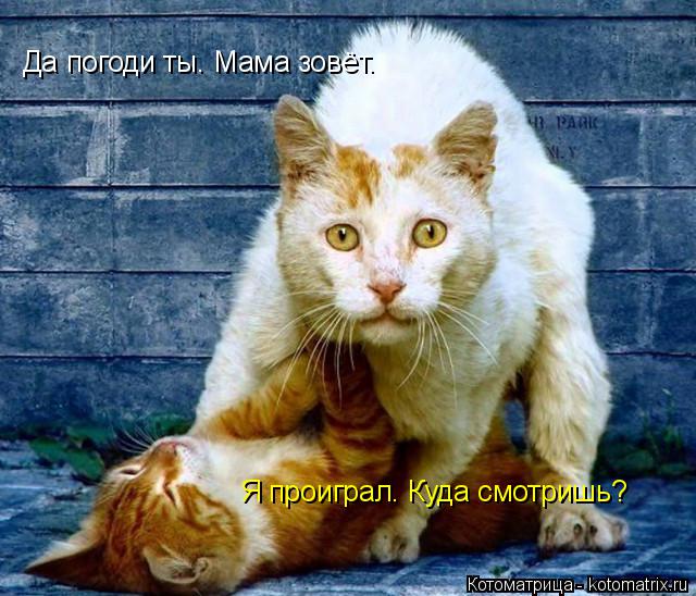 Котоматрица: Я проиграл. Куда смотришь? Да погоди ты. Мама зовёт.