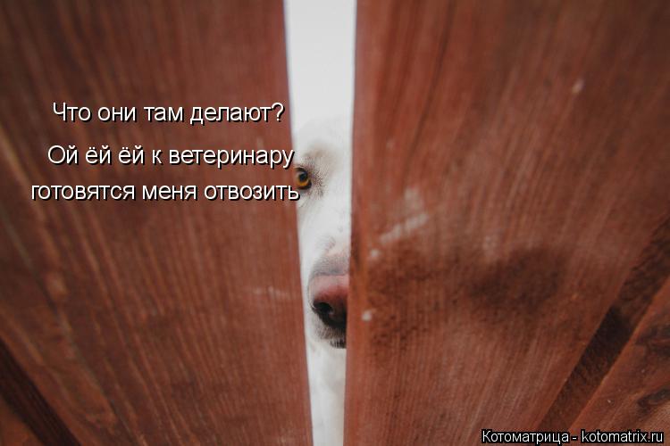 Котоматрица: Что они там делают? Ой ёй ёй к ветеринару готовятся меня отвозить