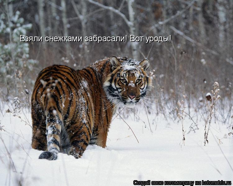 Котоматрица: Взяли снежками забрасали! Вот уроды!
