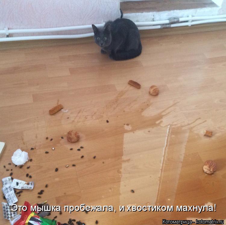 Котоматрица: Это мышка пробежала, и хвостиком махнула!