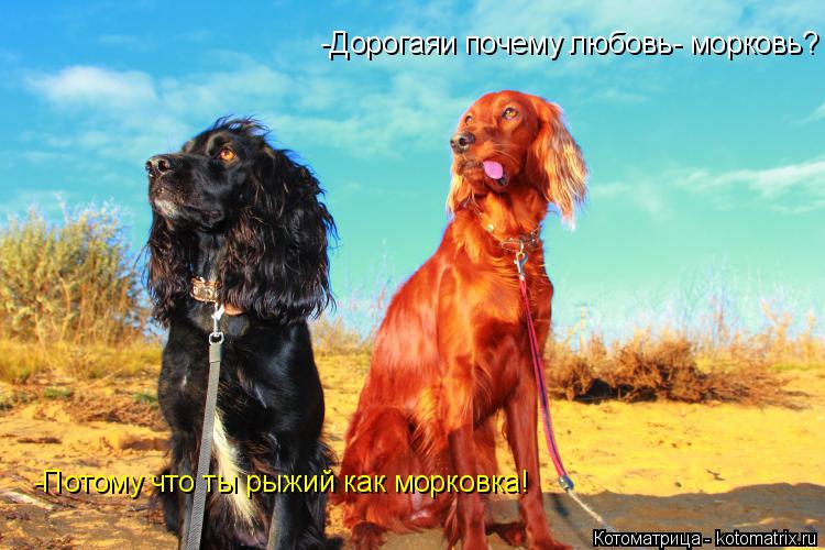 Котоматрица: -Дорогаяи почему любовь- морковь? -Потому что ты рыжий как морковка!