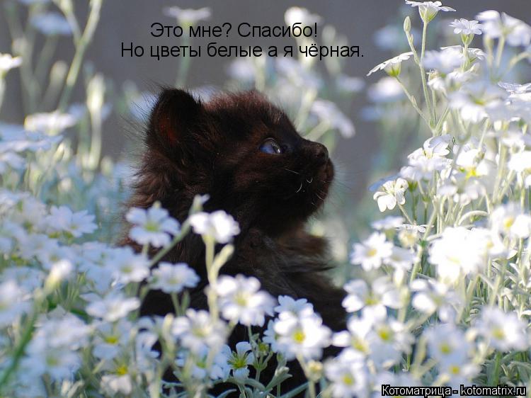 Котоматрица: Это мне? Спасибо! Но цветы белые а я чёрная.