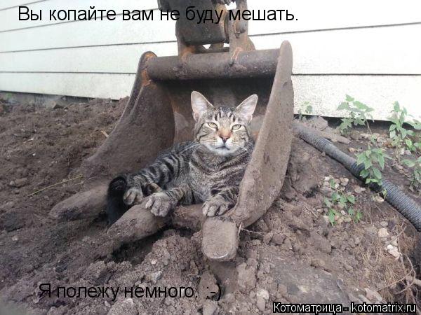 Котоматрица: Вы копайте вам не буду мешать. Я полежу немного. :-)
