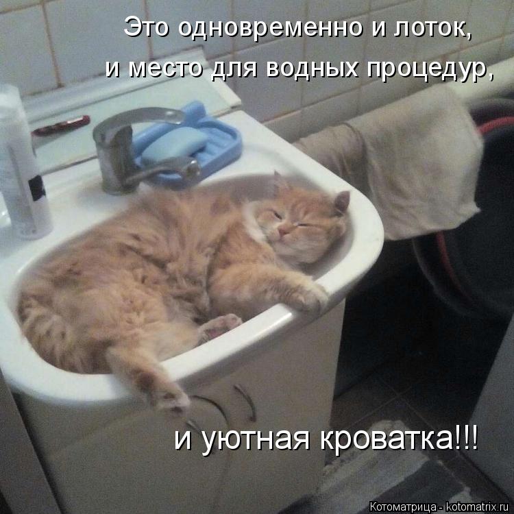 Котоматрица: Это одновременно и лоток, и место для водных процедур, и уютная кроватка!!!