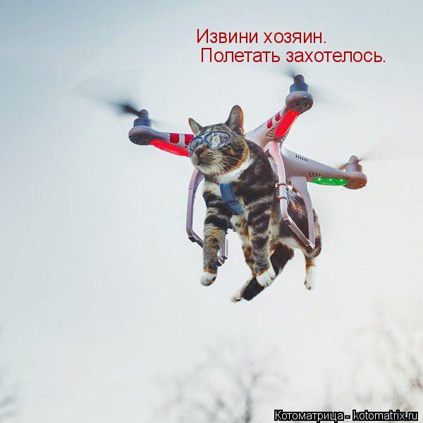 Котоматрица: Извини хозяин. Полетать захотелось.