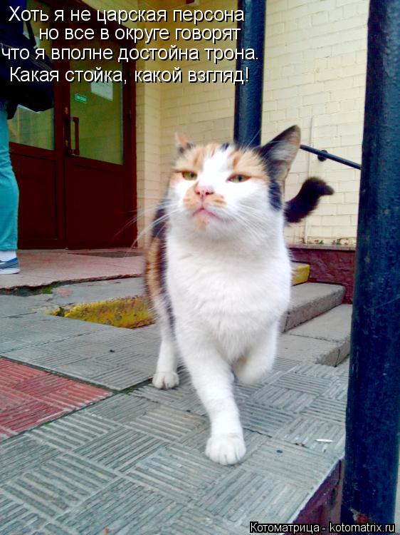 Котоматрица: Хоть я не царская персона но все в округе говорят что я вполне достойна трона. Какая стойка, какой взгляд!