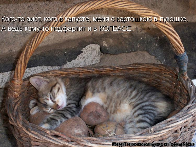Котоматрица: Кого-то аист, кого в капусте, меня с картошкою в лукошке. А ведь кому-то подфартит и в КОЛБАСЕ...