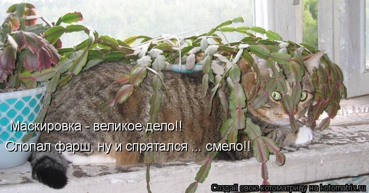 Котоматрица: Маскировка - великое дело!! Слопал фарш, ну и спрятался ... смело!!