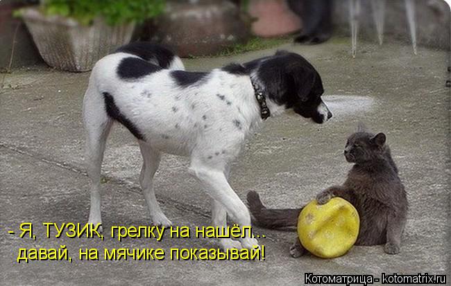 - Я, ТУЗИК, грелку на нашёл... давай, на мячике показывай!... Котоматрица: - Я, ТУЗИК, грелку на нашёл... давай, на мячике показывай!