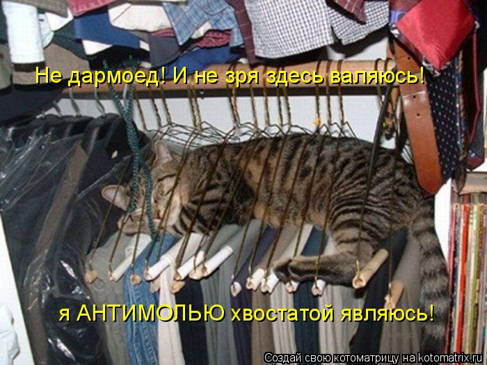 Котоматрица: Не дармоед! И не зря здесь валяюсь! я АНТИМОЛЬЮ хвостатой являюсь!
