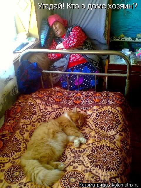 Котоматрица: Угадай! Кто в доме хозяин?