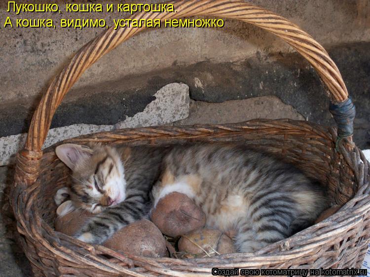 Котоматрица: Лукошко, кошка и картошка. А кошка, видимо, усталая немножко