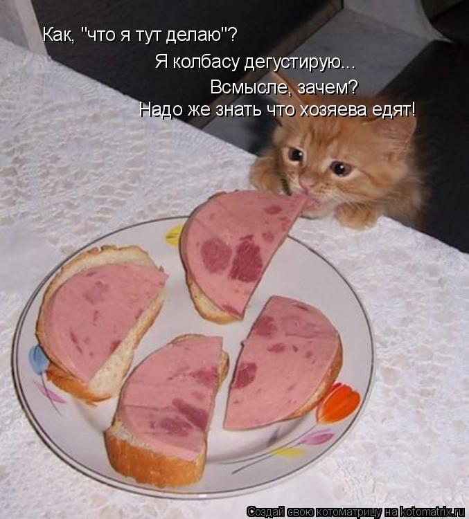 Котоматрица: Как, "что я тут делаю"? Я колбасу дегустирую... Всмысле, зачем? Надо же знать что хозяева едят!