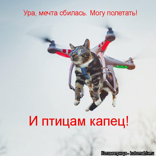 Котоматрица: Ура, мечта сбилась. Могу полетать! И птицам капец!